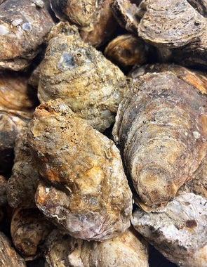 James River Select Oysters